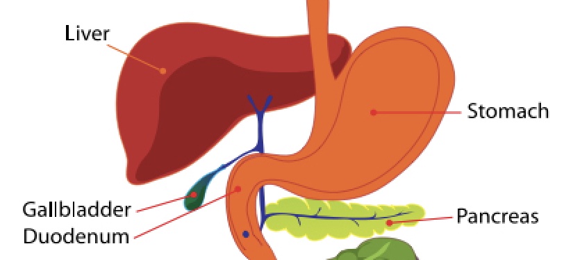 This image shows your gallbladder in relation to your live, stomach, and pancreas.