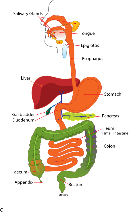 This image illustrates your gallbladder in relation to your overall digestive system starting with your mouth and ending with your anus.