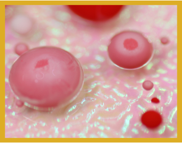 This is a view of what a macrophage might look like.  During autophagy, these cells clear debris found in your bloodstream.