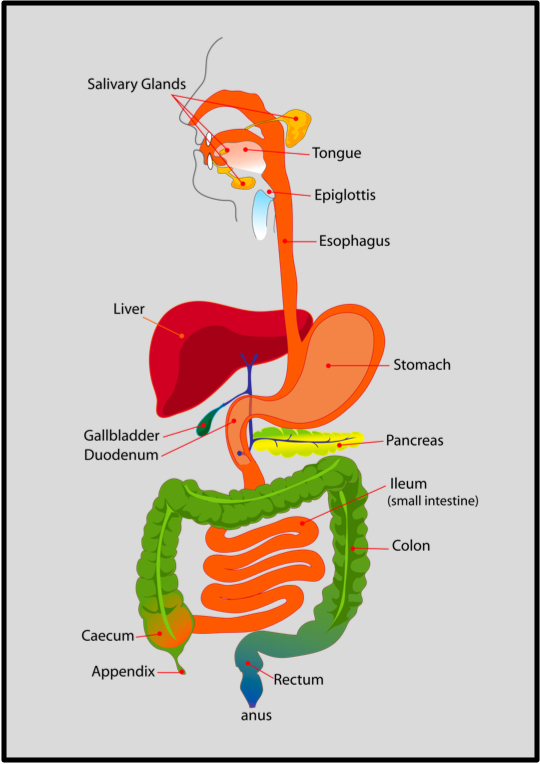 Gastrointestinal diagram from mouth to anus. Turning food into poop.