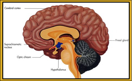 Circadian rhythms involve your retina and the SCN in your hpothlmus. This illustration shows their close nexus at age optic chiasm.