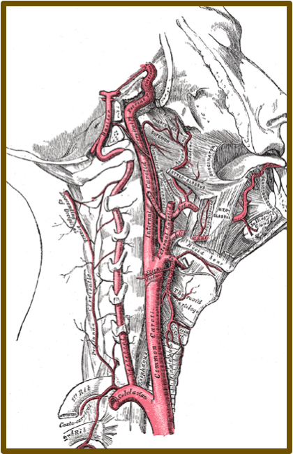 As illustrated, The Carotid artery is not a simple artery that goes up your neck and into your brain. It is more like a tree with branches that spread out to other places, like your face and neck, along the way.